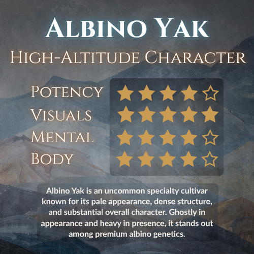 Albino Yak