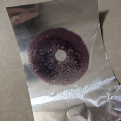Spore Prints